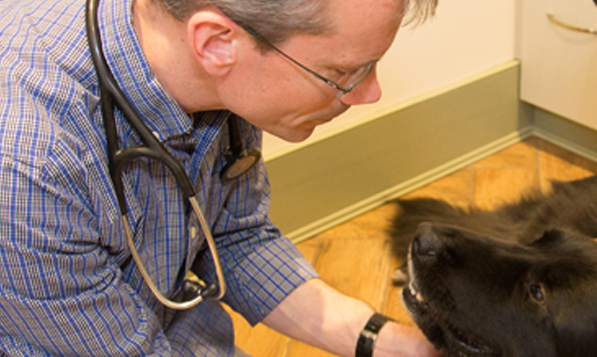 About The Village Veterinary Center in North Kingston, RI
