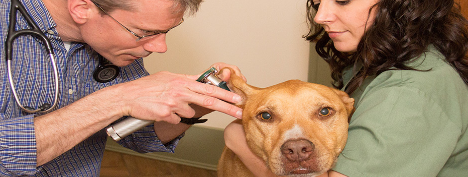 Dog receiving an ear exam at animal hospital in North Kingstown