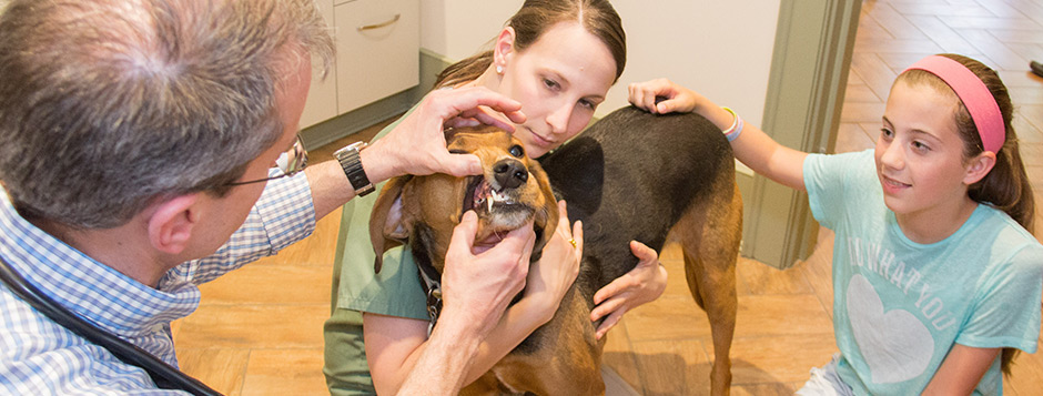 Dog receiving dental care vaccination at Animal Hospital in North Kingstown